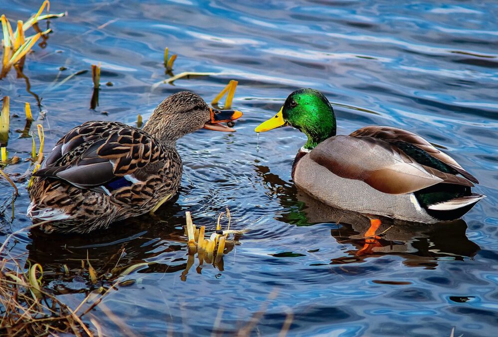 Mallard pair, swimming.