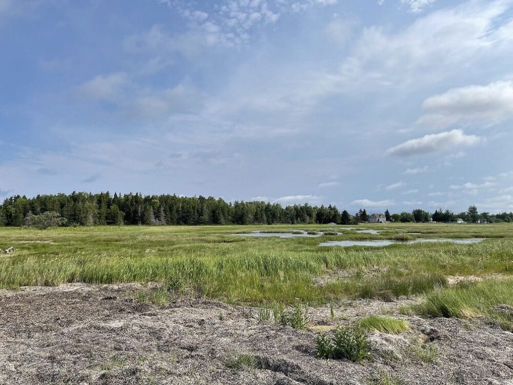 DUC and our conservation partners are continuing to conserve and restore salt marshes with undeveloped supporting lands across Atlantic Canada and save them from coastal squeeze. 