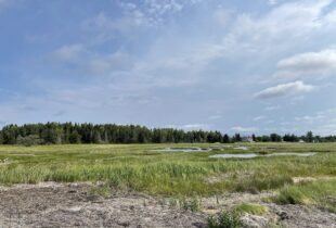 Ducks Unlimited Canada acquires critical salt marsh habitat on the Acadian Peninsula