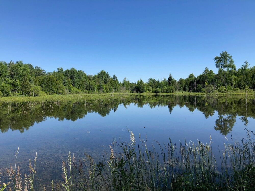 DUC-managed wetland in Ontario