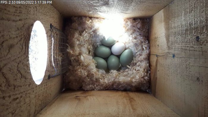 A clutch of eggs in the monitored nest box at DUC’s Fredericton office. The blue eggs are likely from a goldeneye and the white egg from a wood duck, which deposited a single egg for the goldeneye to hatch and care for.
