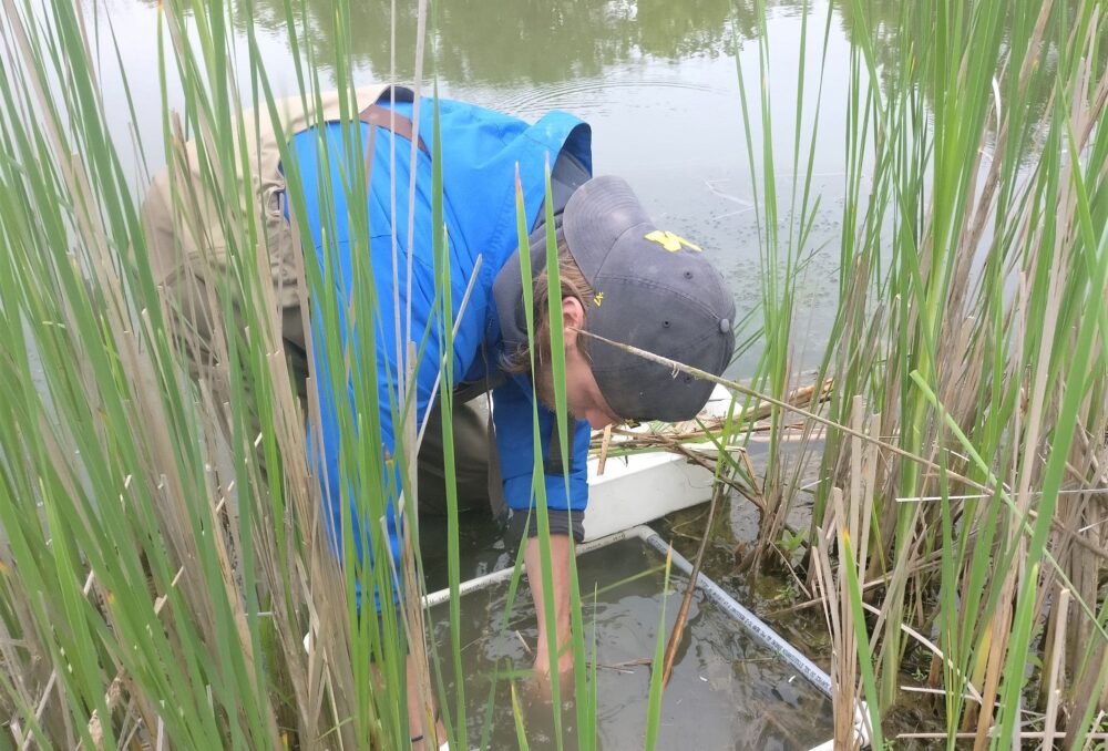 Sampling invertebrates in small restored wetlands in Southern Ontario