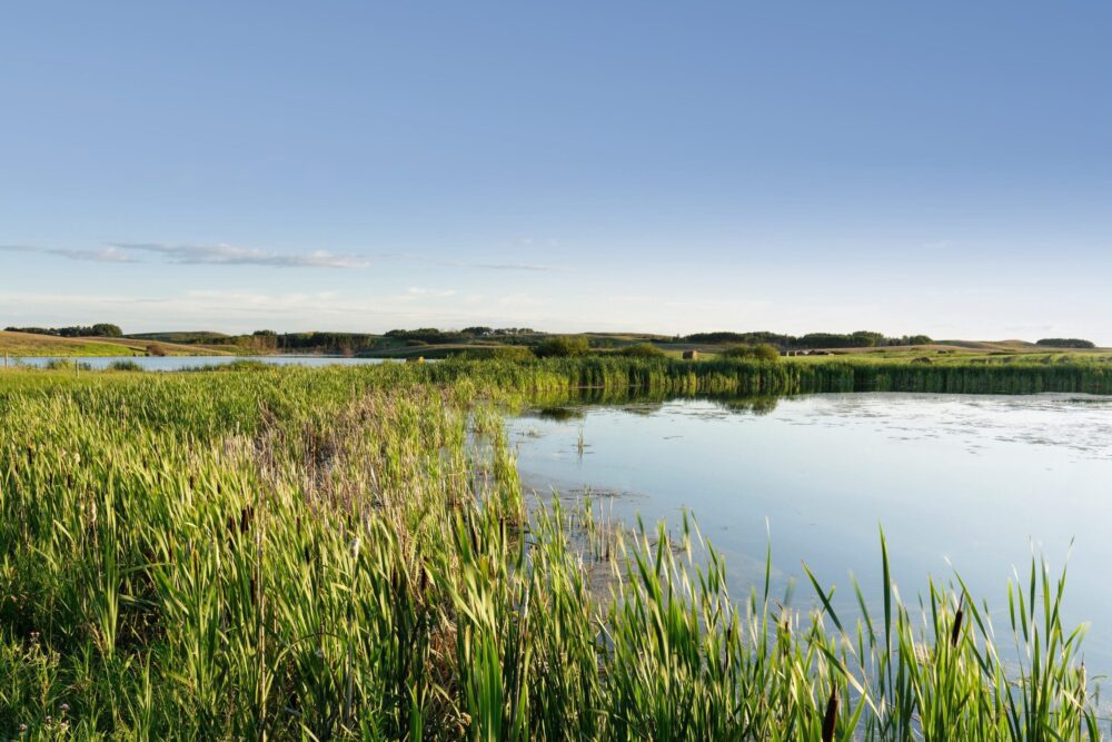 A pothole wetland in Saskatchewan