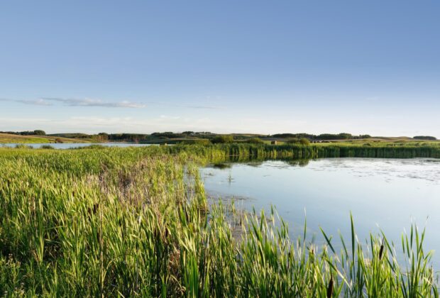 New research from Ducks Unlimited Canada and the University of Saskatchewan demonstrates climate-cooling effects of wetlands
