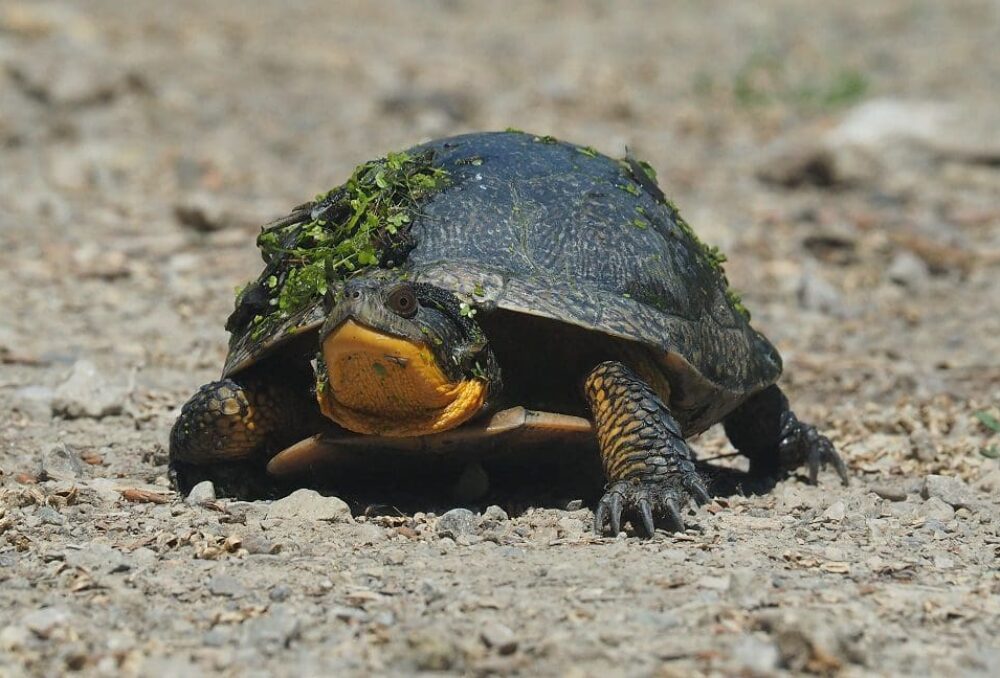 Blanding’s turtle at DUC property St. Luke’s Marsh on Lake St. Clair. 
