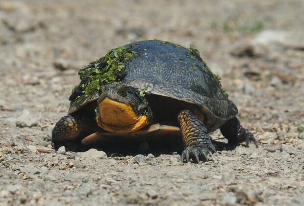 Focus on biodiversity in Ontario