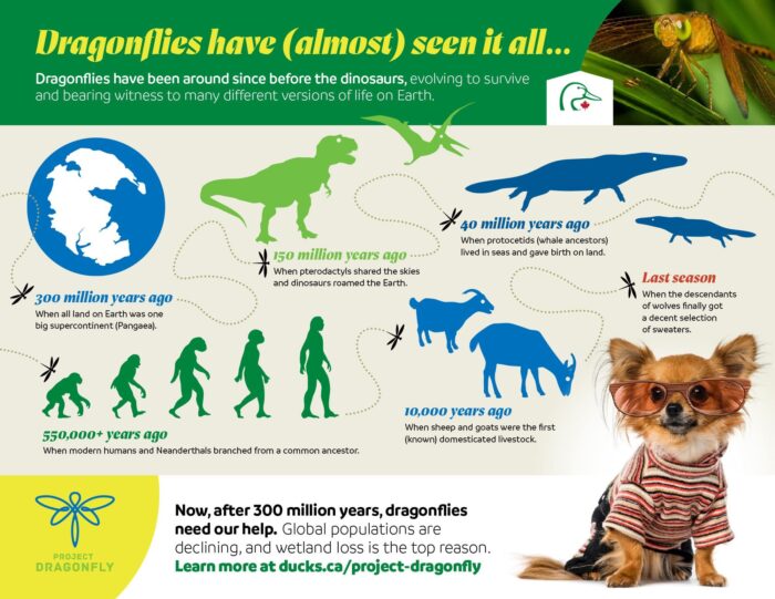 dragonfly infographic