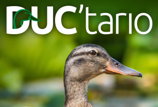 Ontario News from Ducks Unlimited Canada