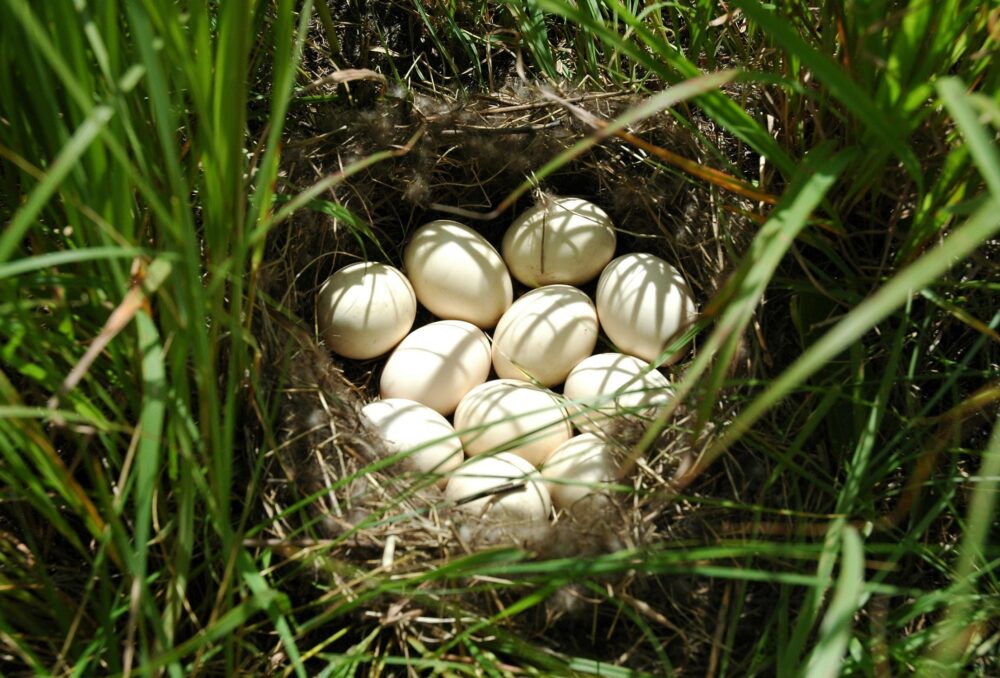 Duck nest in the grass