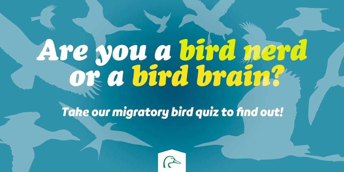 Bird nerd quiz logo