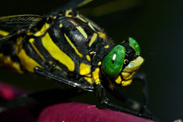 Dragonfly observation by Janine Massey.