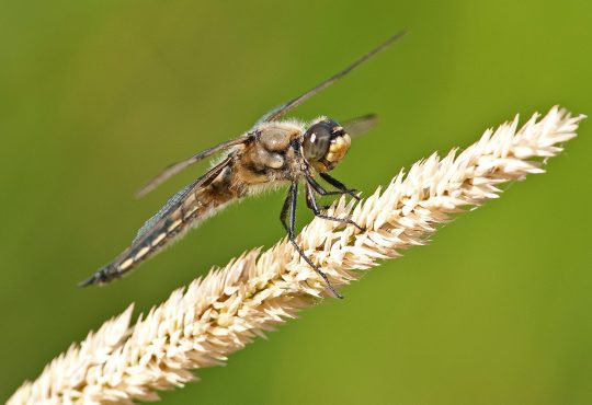 Dragonfly perched on a marsh plant.