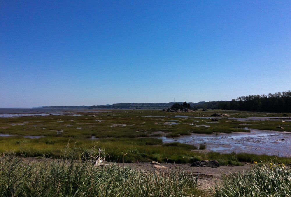 Photo taken in the field in the Lower St. Lawrence by the CIC or MELCC team