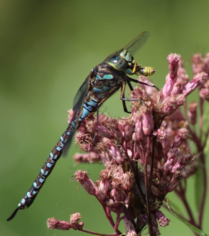 Dragonfly observation by Kathleen Héon.