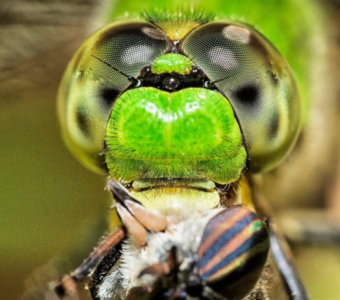 Dragonfly observation by Bill Kendall.