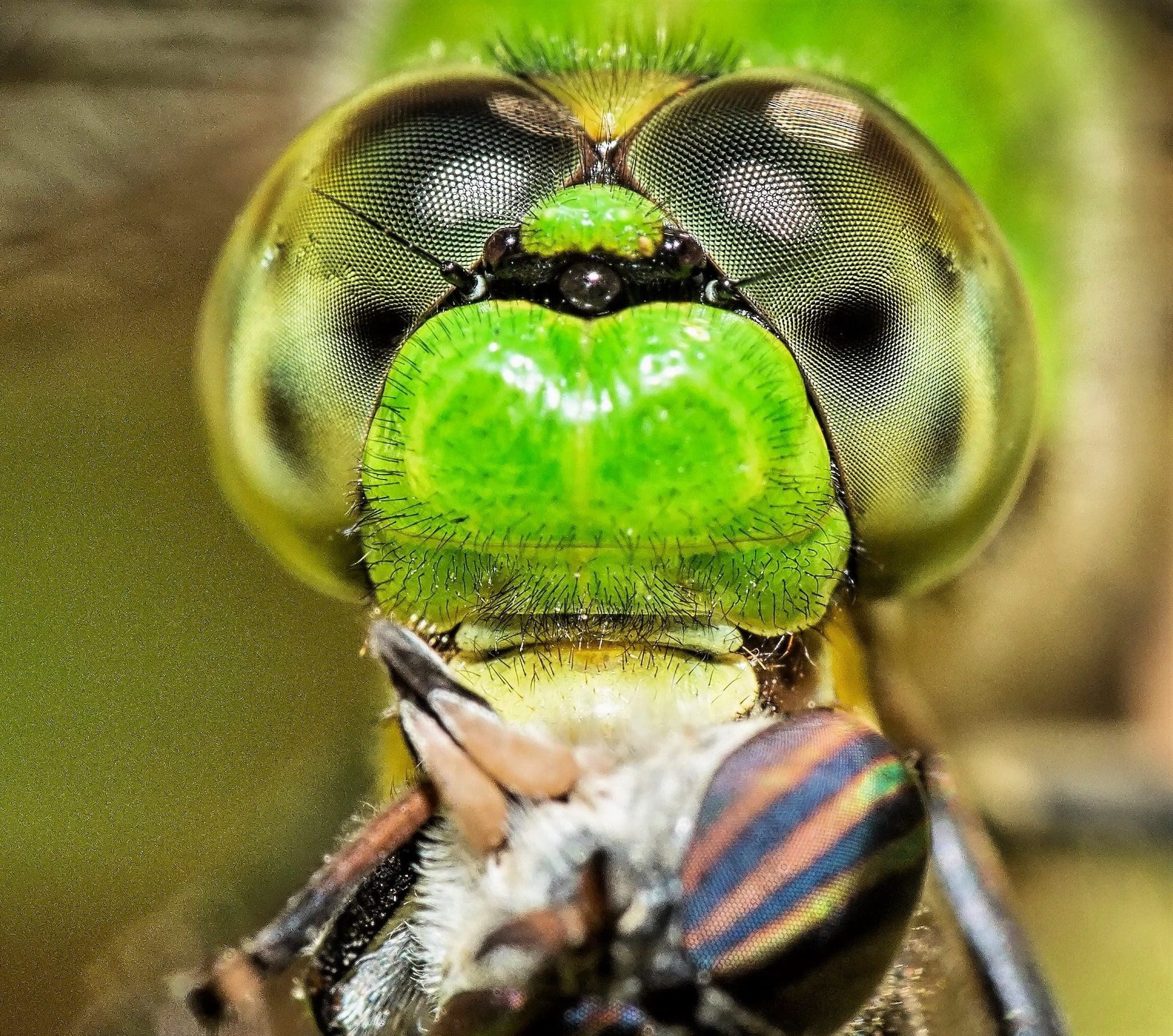 dragonfly macro by bill kendall