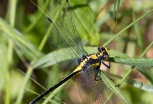 10 fascinating facts from the Project Dragonfly webinar