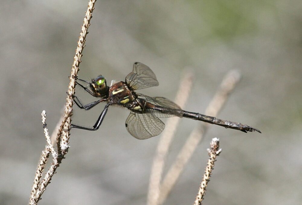 Hine's emerald dragonfly.