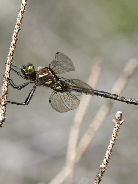 Documenting Canada’s rare dragonflies