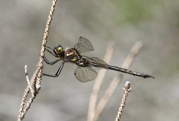 Documenting Canada’s rare dragonflies