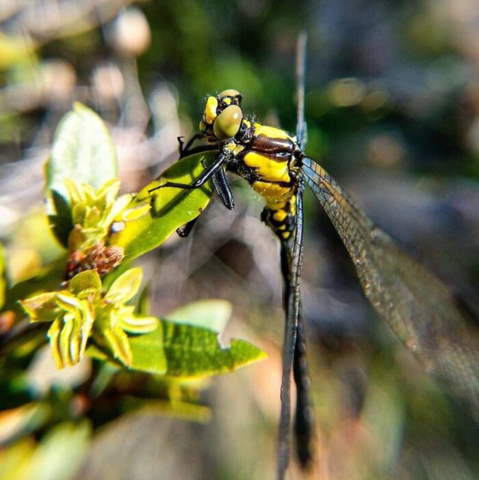 Grappletail dragonfly.