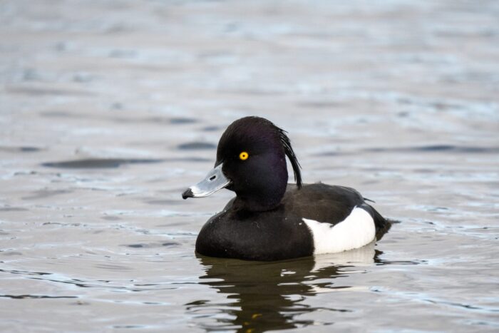 Feather weather — Ducks Unlimited Canada