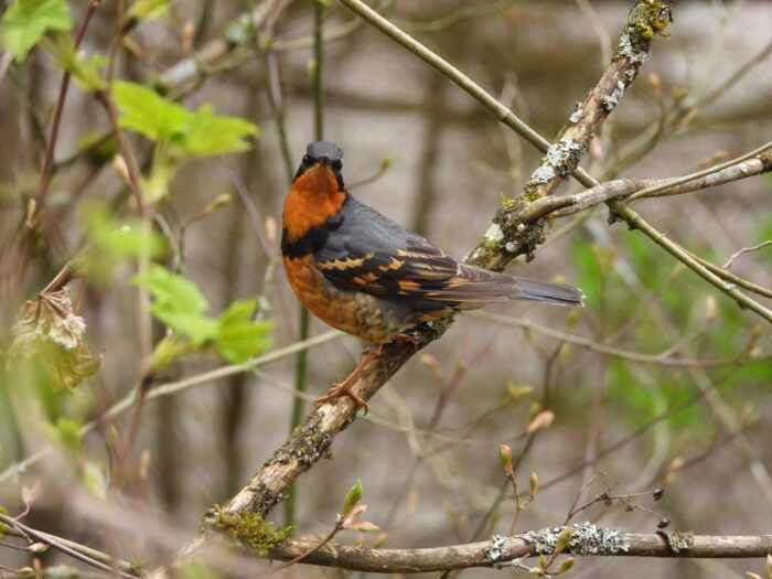 Varied thrush