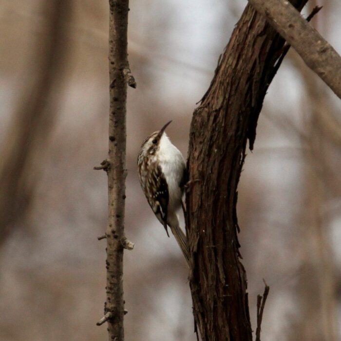 Brown creeper