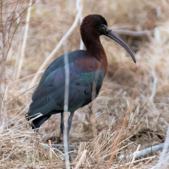 Glossy ibis