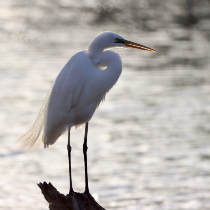 Great egret