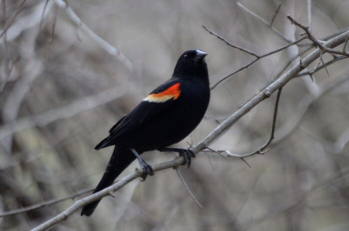 Red-winged blackbird