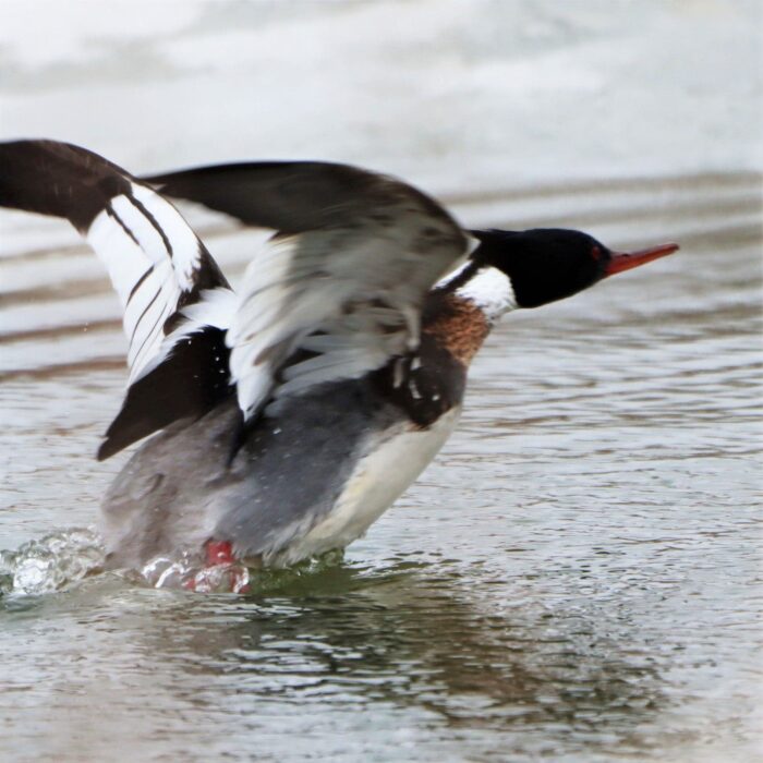 Red-breasted merganser