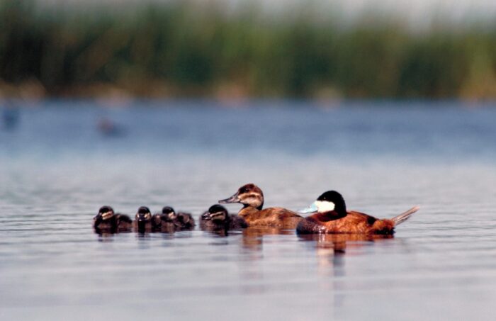Ruddy duck drake and hen with ducklings