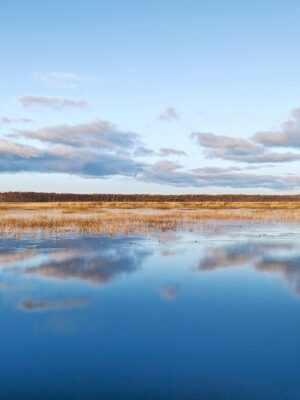 Speak out for Ontario’s wetlands
