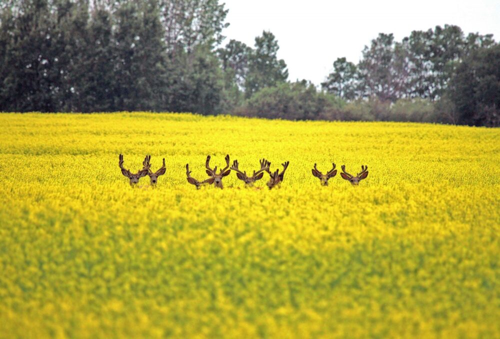 Mule deer in a Saskatchewan canola field. 