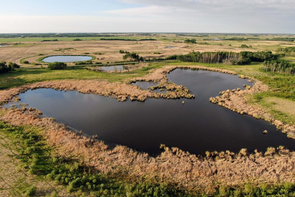 Ducks Unlimited Canada surpasses conservation targets in Manitoba