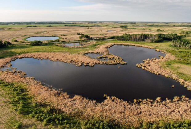 Ducks Unlimited Canada surpasses conservation targets in Manitoba