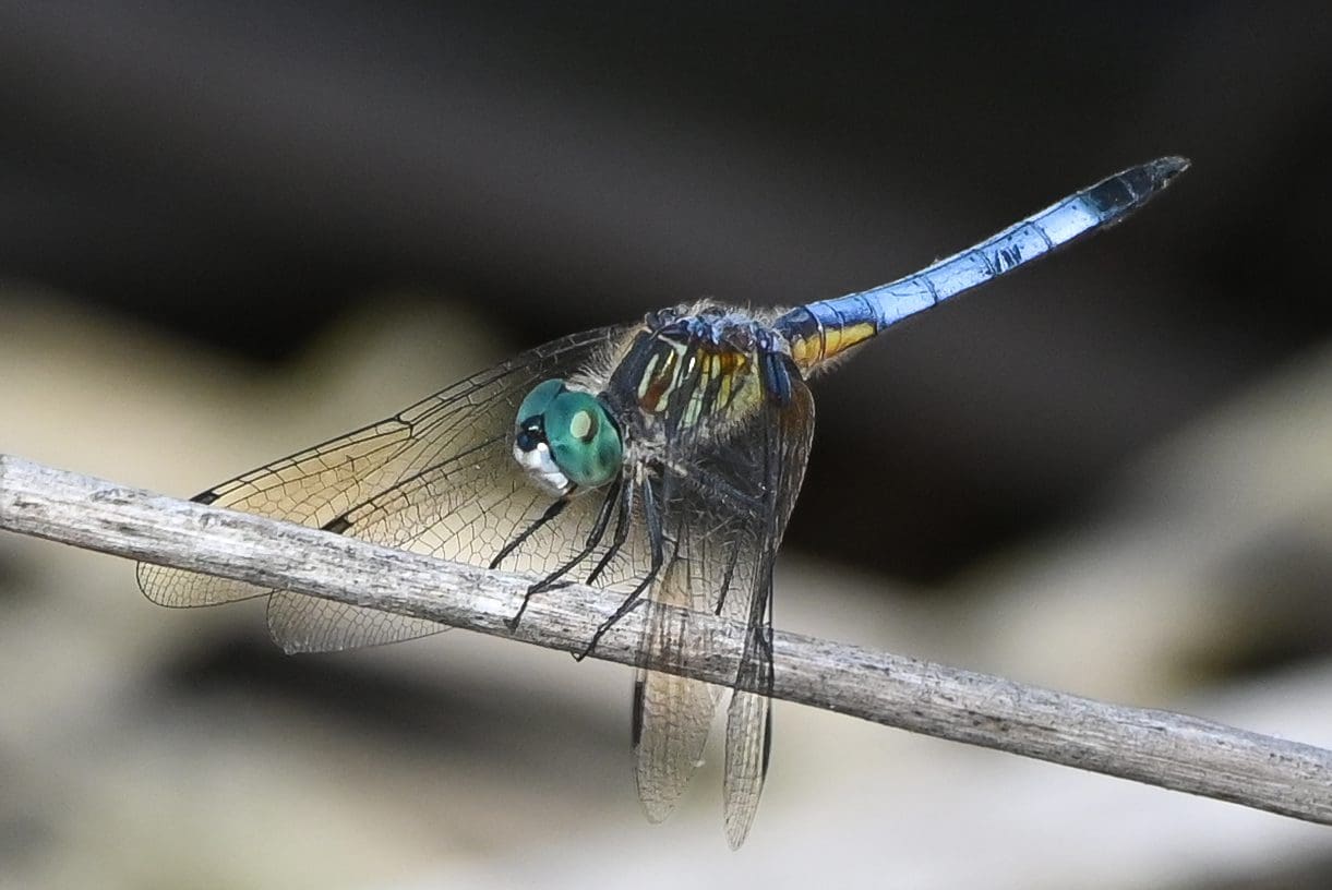 dragonfly macro by brithikesontario