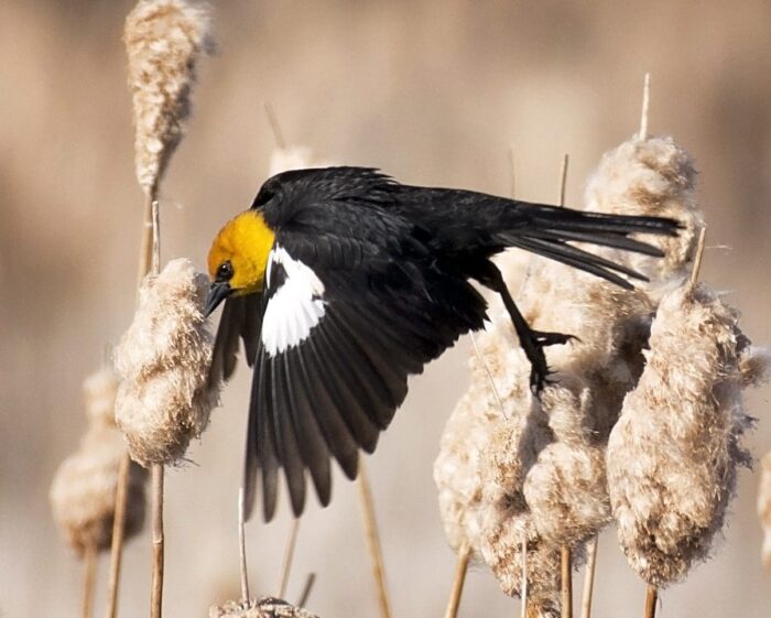 Yellow-headed blackbird