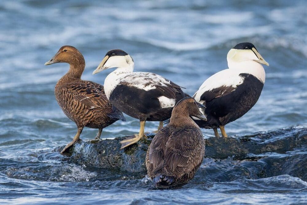 Two common eider pairs. 