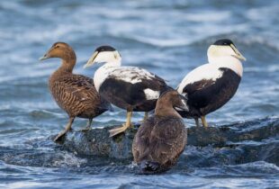 New sea duck atlas sheds light on poorly understood species and how we can protect them