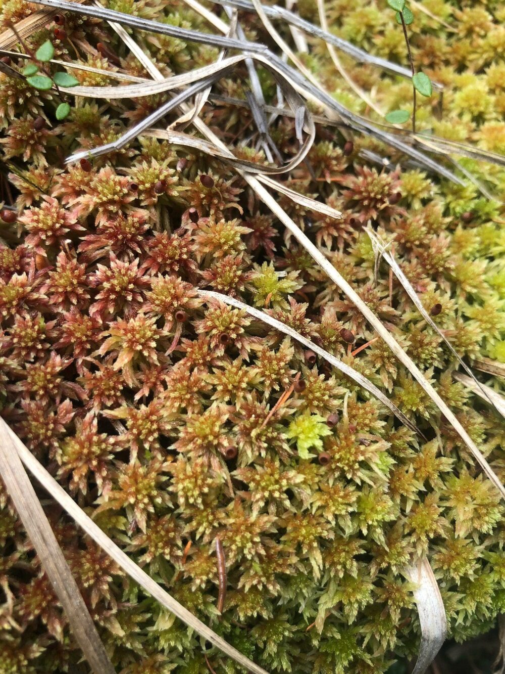 Close up of sphagnum peat moss