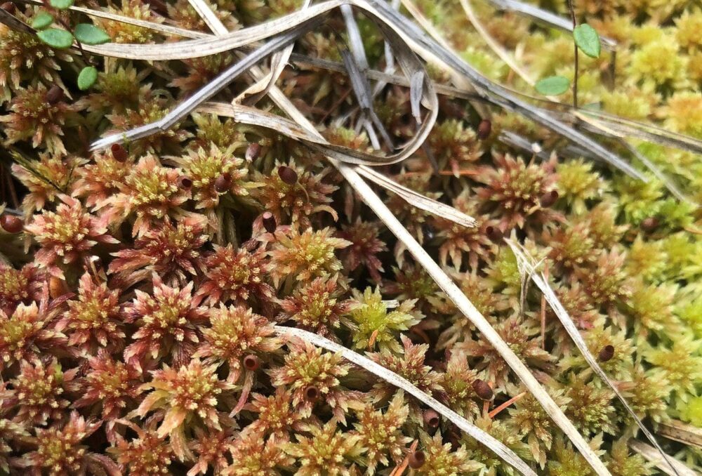 Sphagnum moss.