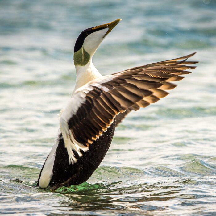 Eider