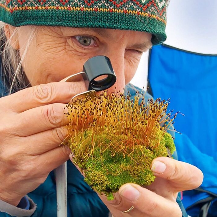 Bryologist Catherine La Farge examines a moss on Banks Island in the High Arctic. Some mosses absorb as much as 26 per cent of their weight in moisture, making them a wildfire fighter's best friend.