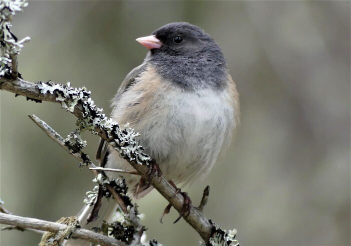 Dark-eyed junco