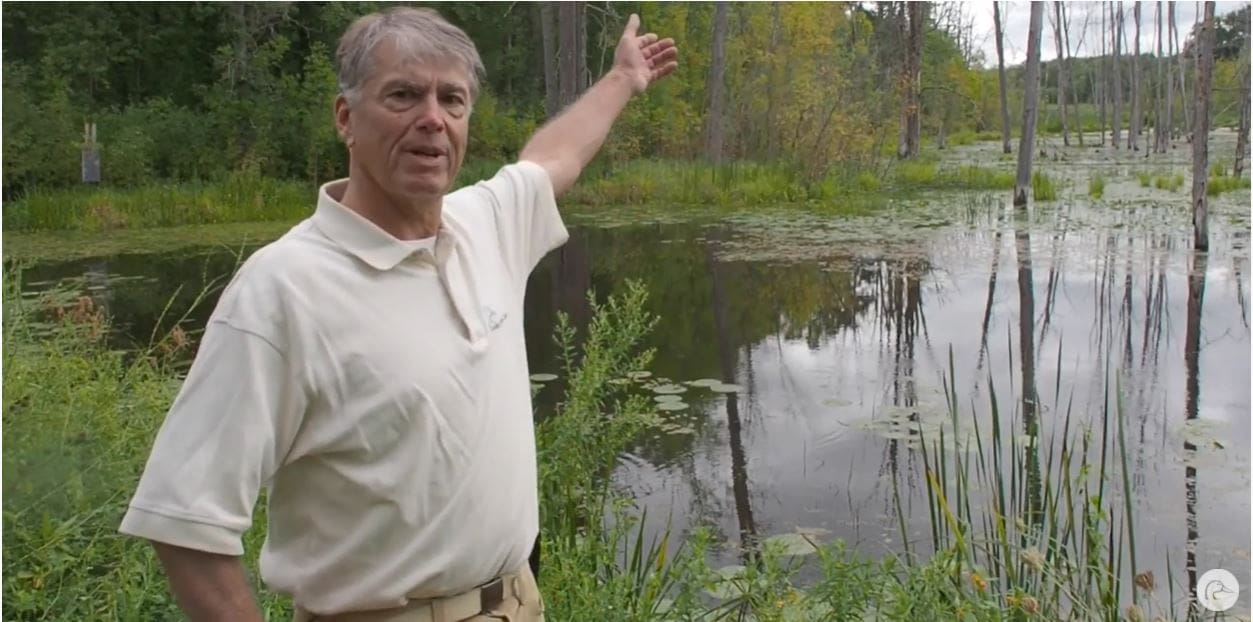 Quiet marshes keep flightless waterfowl safe in summer β Ducks ...