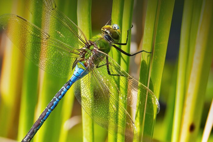 Green Darner Dragonfly on Phragmite