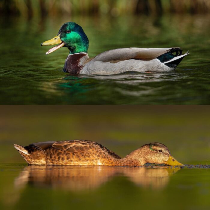 You may see the terms “nuptial” and “eclipse” used to describe duck plumage, or “basic” and “alternate”. Both terms are valid; their use comes down to preference.
