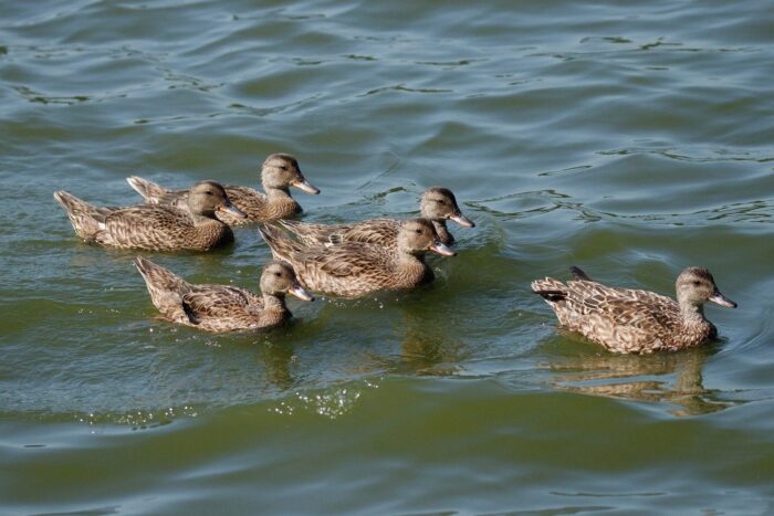 Juvenile gadwalls follow in the wake of their near-identical mother.